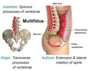 Leia mais sobre o artigo Coluna Vertebral: Quais os músculos mais importantes do centro do corpo