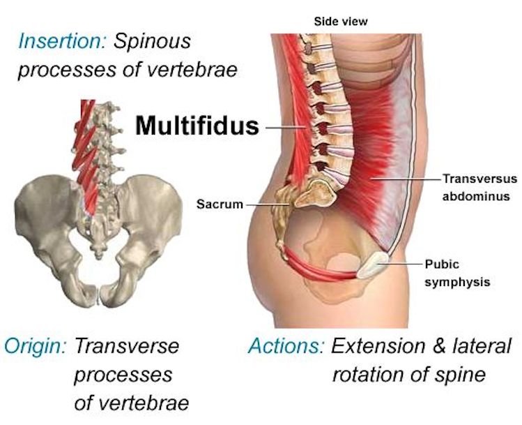 Leia mais sobre o artigo Coluna Vertebral: Quais os músculos mais importantes do centro do corpo